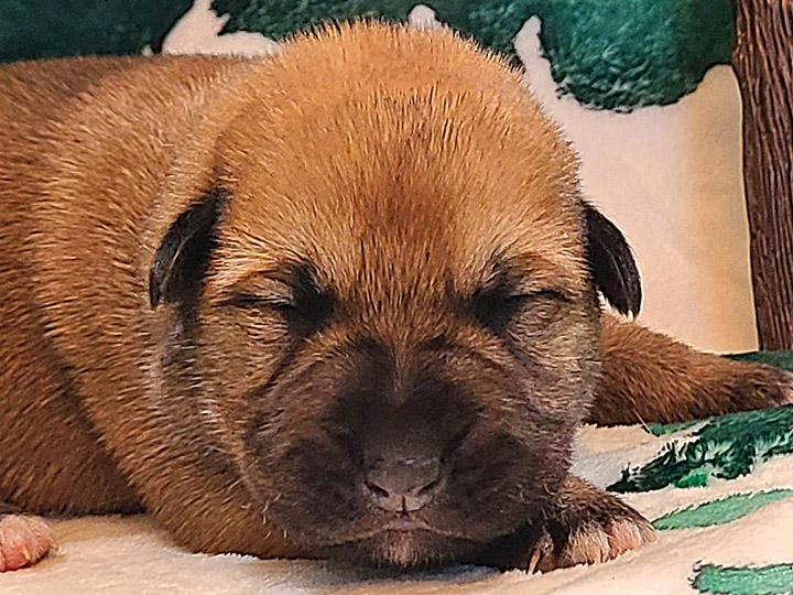 chinook puppy